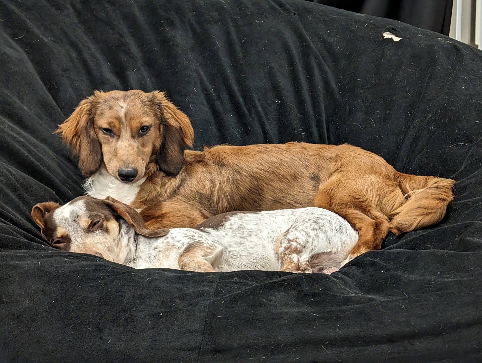 Sleepy Puppies